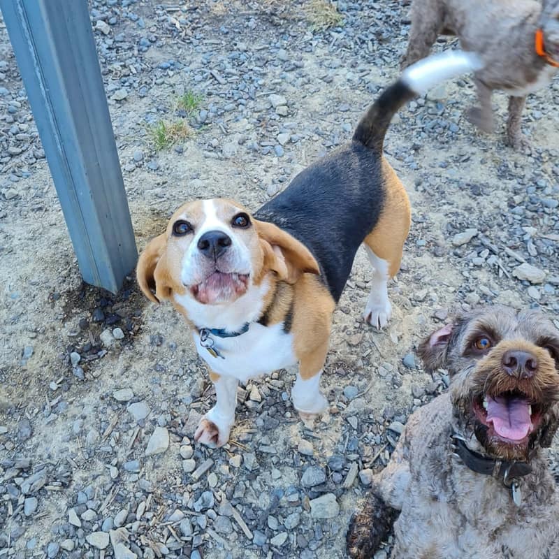 Dog Daycare